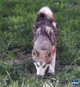 Cucciolo Malamute