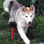 Cucciolo Malamute