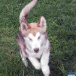 Cucciolo Malamute