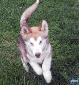 Cucciolo Malamute