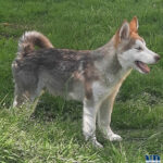 Cucciolo Malamute
