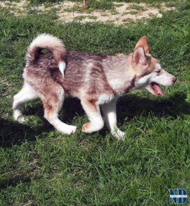 Cucciolo Malamute