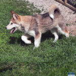 Cucciolo Malamute