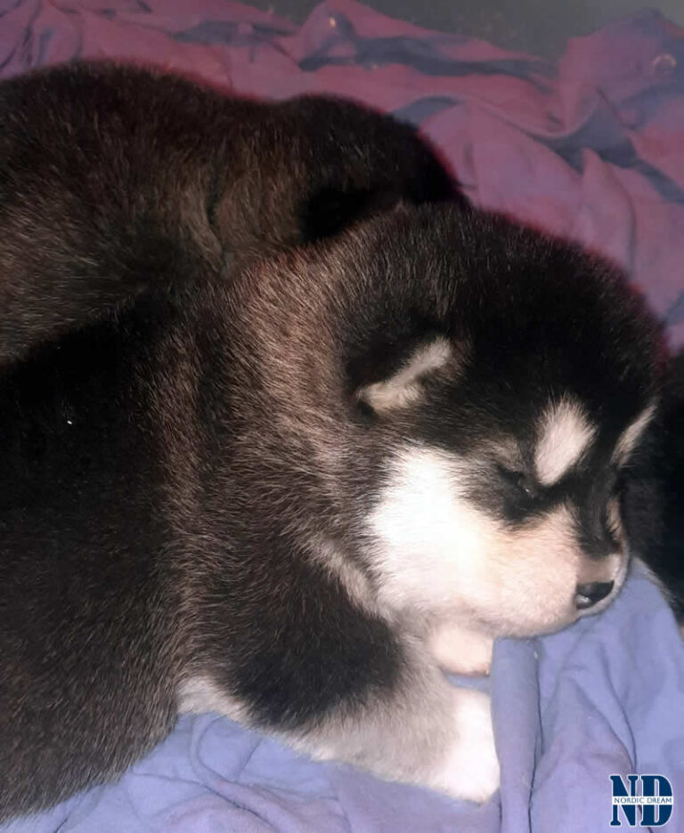 Cucciolo Alaskan Malamute 21.4.2025