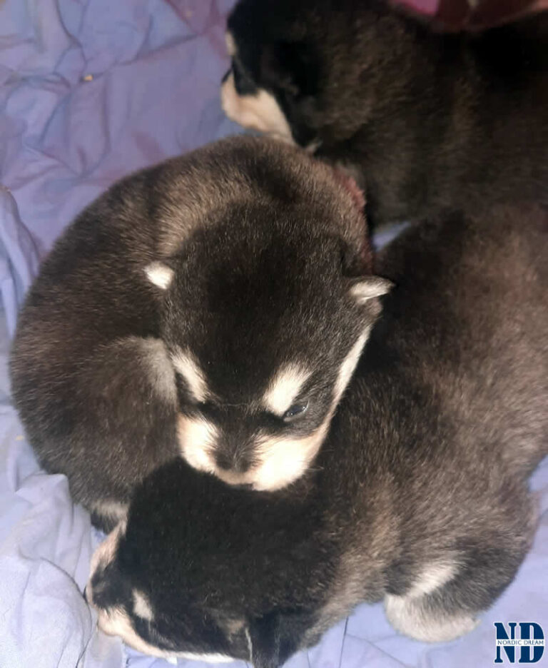 Cucciolo Alaskan Malamute 21.4.2025
