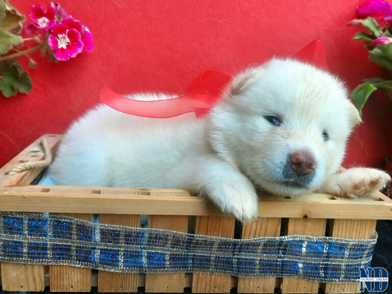 Cucciolo Alaskan Malamute Nordic Dream