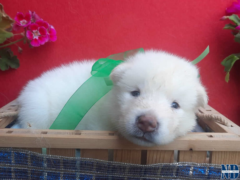 Cucciolo Alaskan Malamute Nordic Dream
