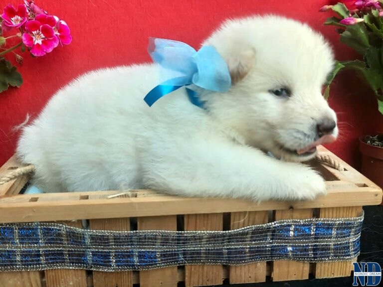 Cucciolo Alaskan Malamute Nordic Dream