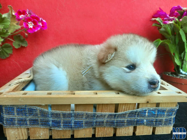 Cucciolo Alaskan Malamute Nordic Dream