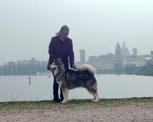 IDS Mantova 2026