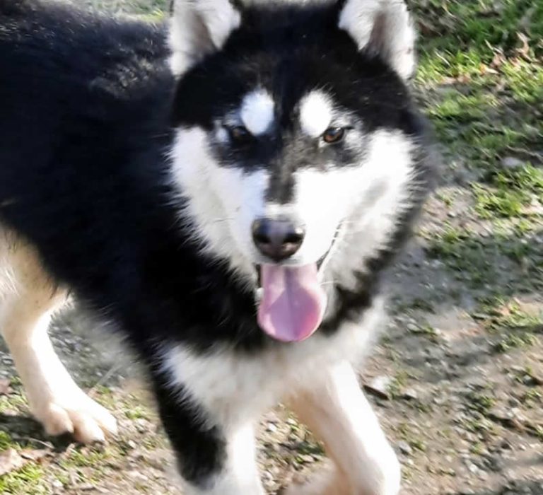 The Great Pretender of the Nordic Dream - Alaskan Malamute