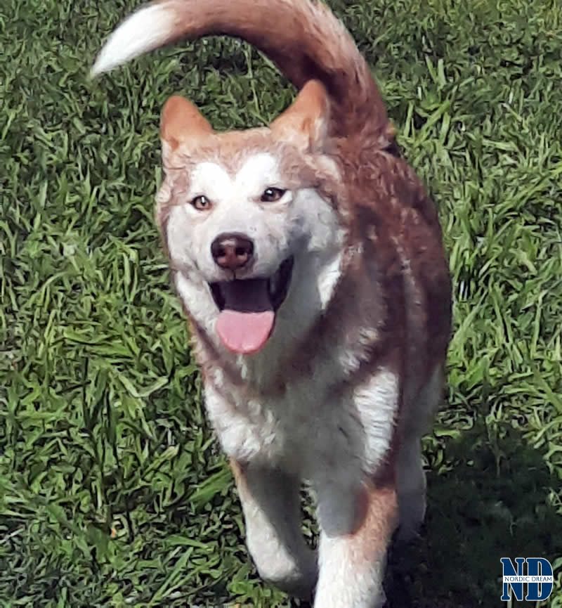 Cucciolo Malamute