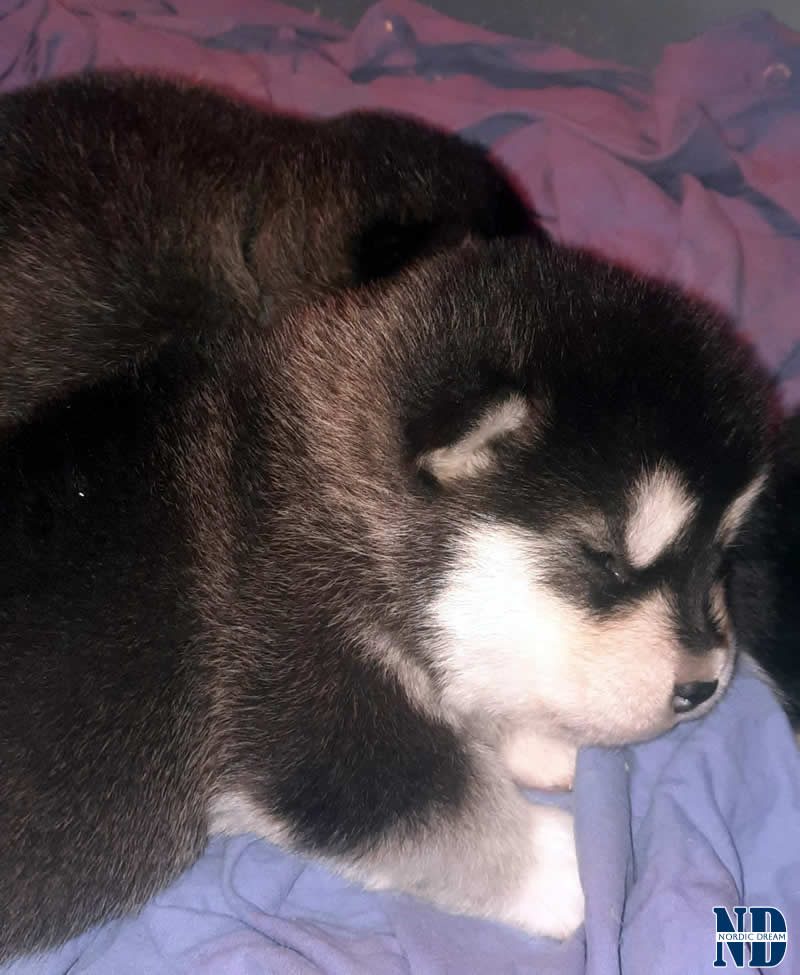 Cucciolo Alaskan Malamute 21.4.2025