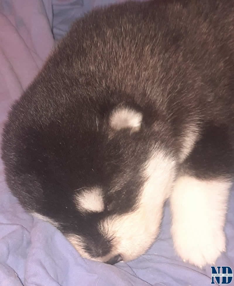 Cucciolo Alaskan Malamute 21.4.2025