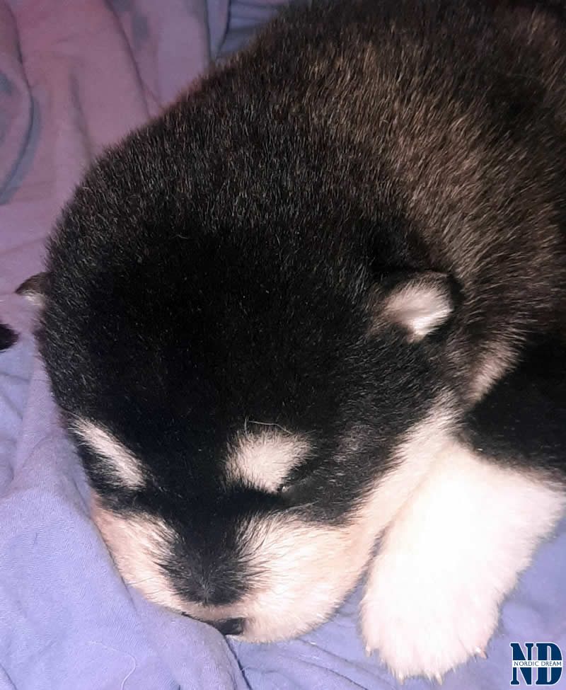 Cucciolo Alaskan Malamute 21.4.2025