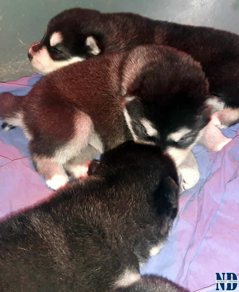 Cucciolo Alaskan Malamute 21.4.2025