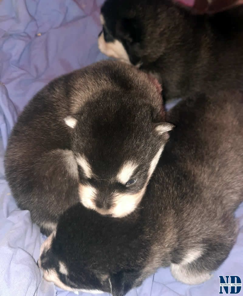 Cucciolo Alaskan Malamute 21.4.2025