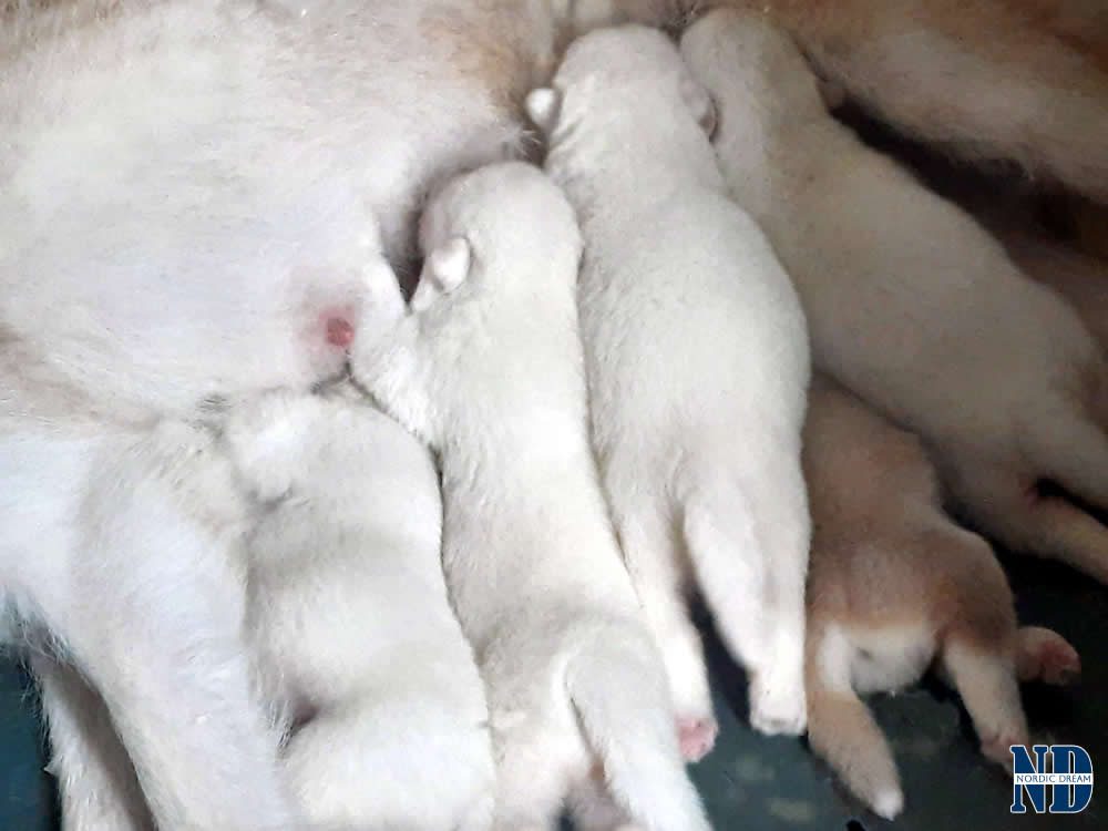 Cuccioli Alaskan Malamute nati il 3.6.2025