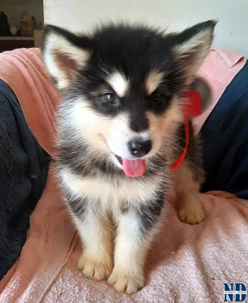 Cucciolo Alaskan Malamute Nordic Dream