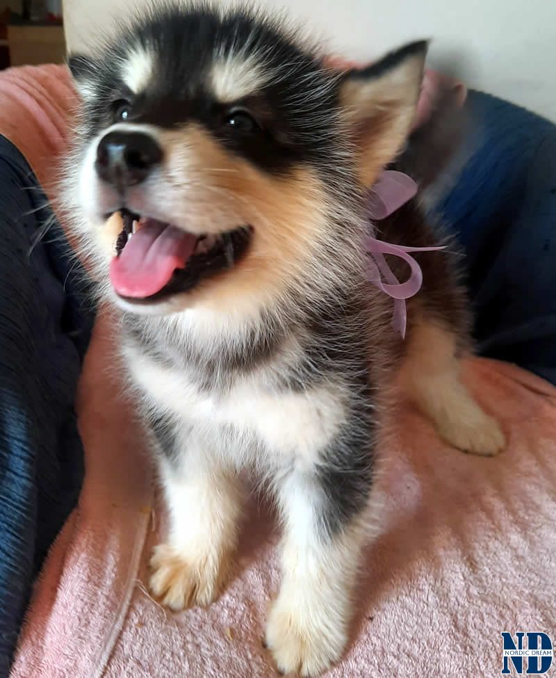 Cucciolo Alaskan Malamute Nordic Dream