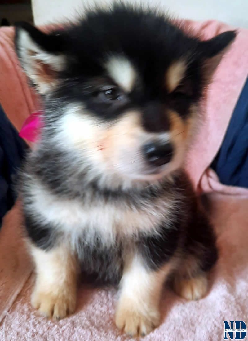 Cucciolo Alaskan Malamute Nordic Dream