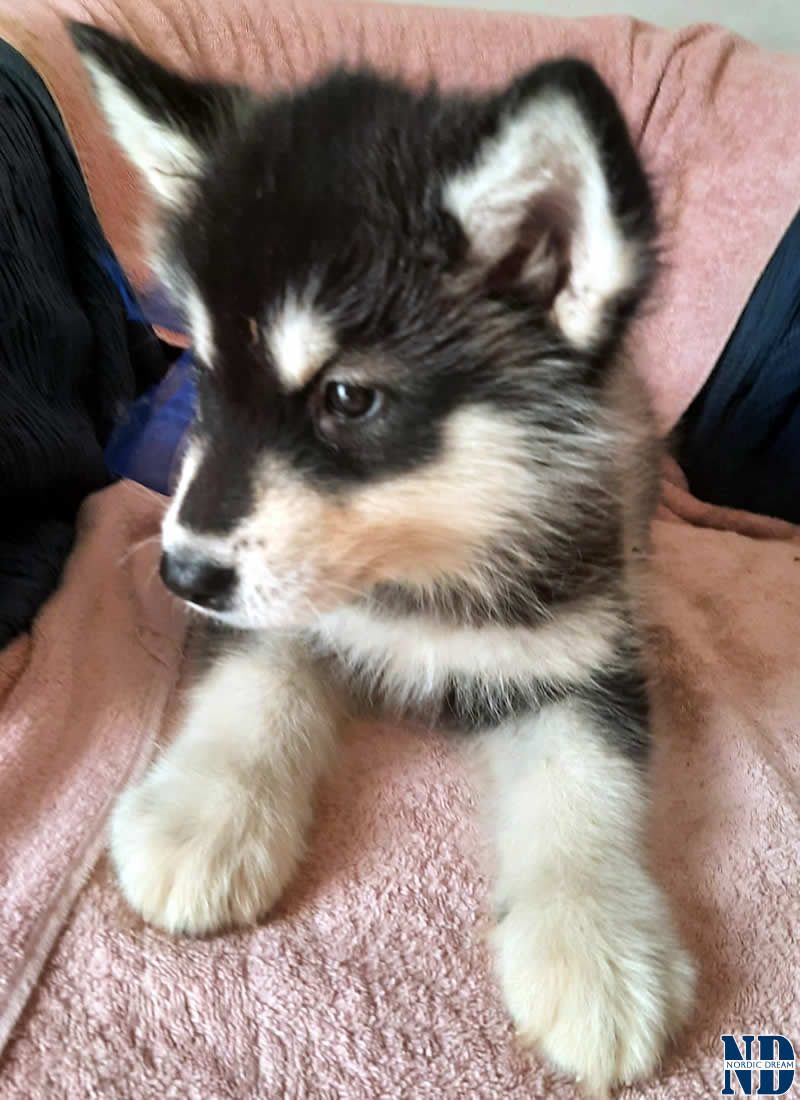 Cucciolo Alaskan Malamute Nordic Dream