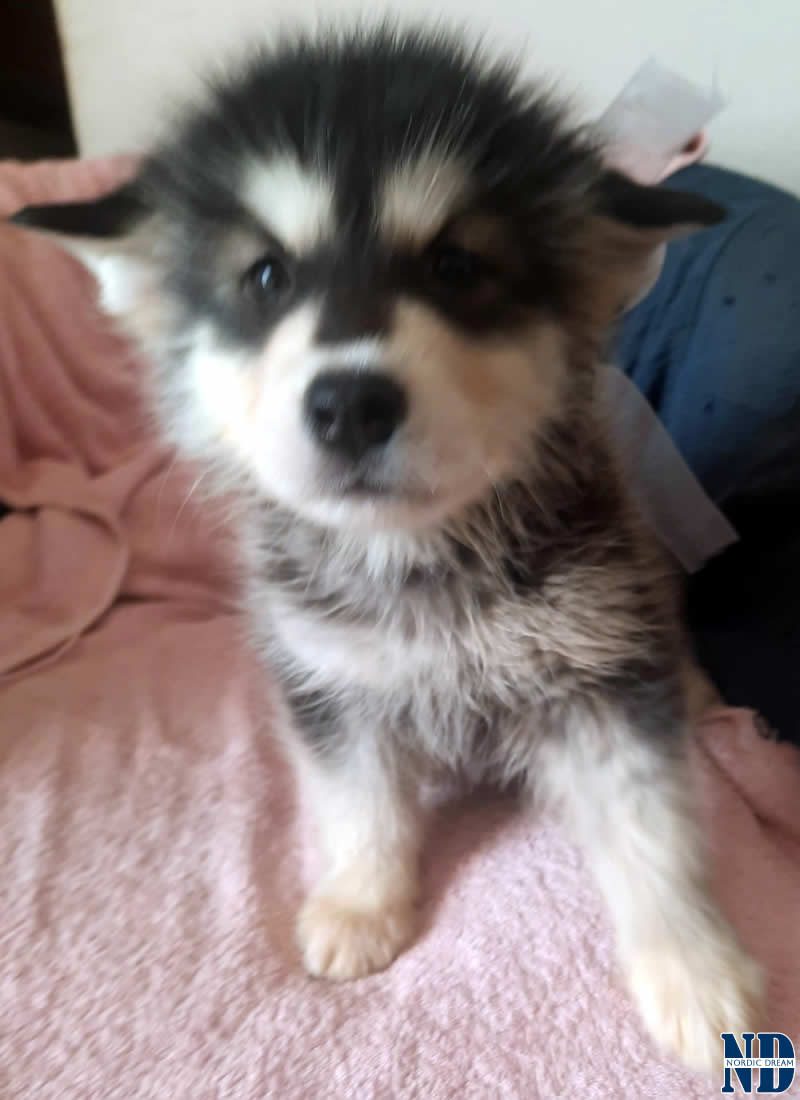 Cucciolo Alaskan Malamute Nordic Dream