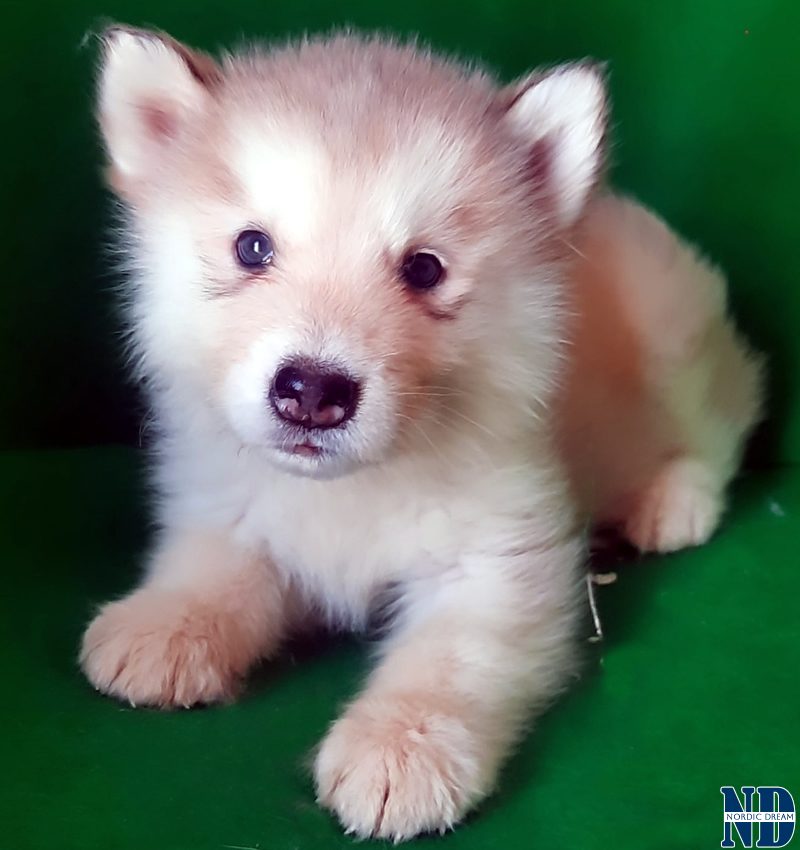 Cucciolo Alaskan Malamute