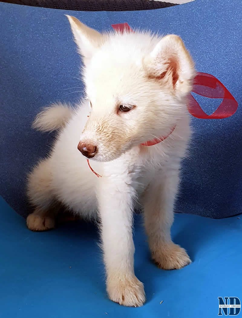 Cucciolo Alaskan Malamute