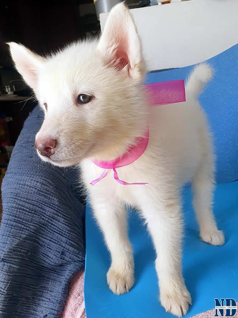 Cucciolo Alaskan Malamute