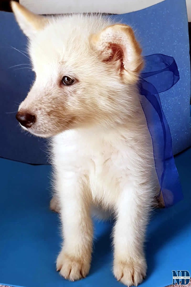 Cucciolo Alaskan MAlamute