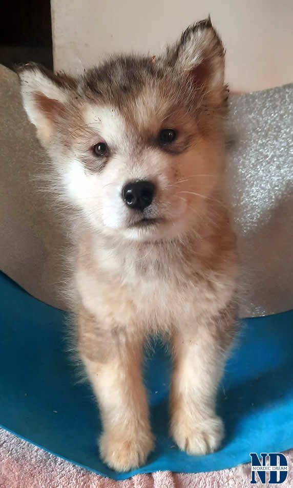 Cucciolo Alaskan Malamute