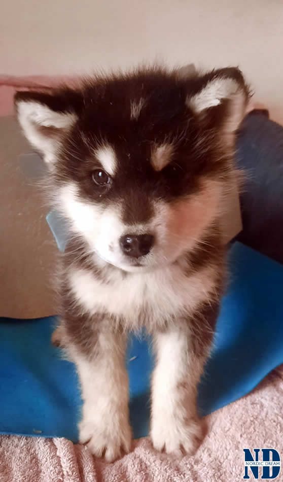 Cucciolo Alaskan Malamute