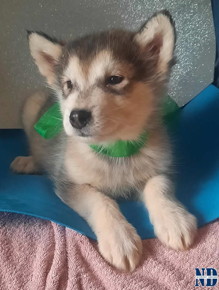 Cucciolo Alaskan Malamute