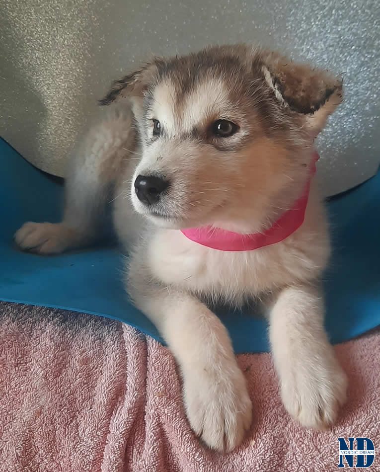 Cucciolo Alaskan Malamute