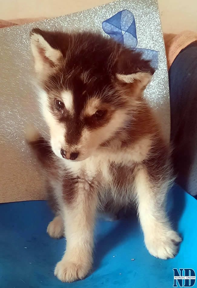 Cucciolo Alaskan Malamute